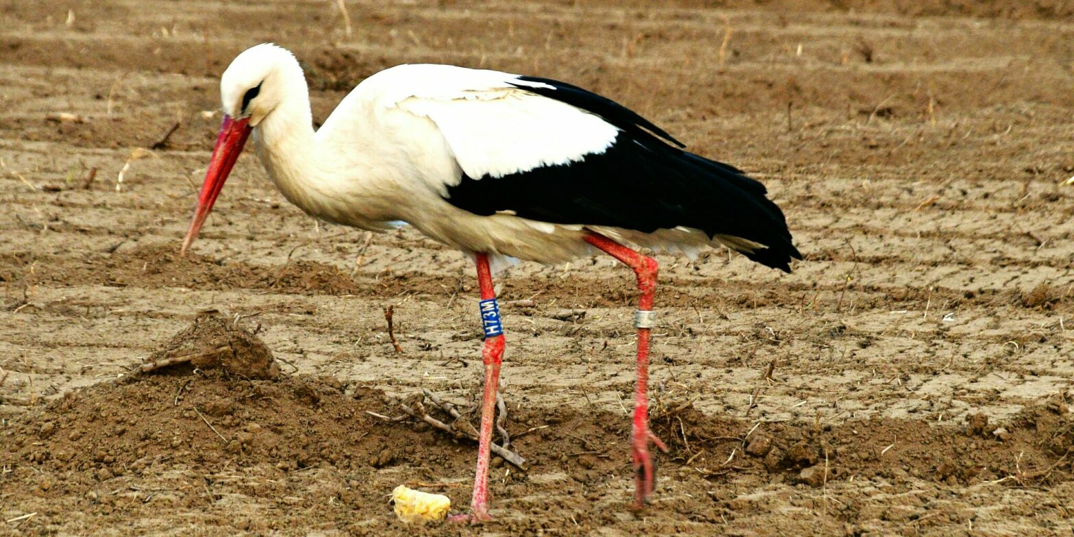 Erster Storch in Deutschkreutz angekommen Erster Storch in Deutschkreutz angekommen
