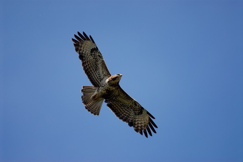 Mäusebussard illegal getötet Mäusebussard illegal getötet