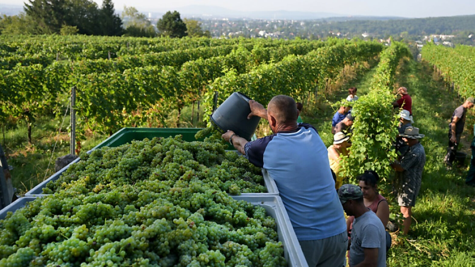 Schlechteste Weinernte seit 14 Jahren Schlechteste Weinernte seit 14 Jahren