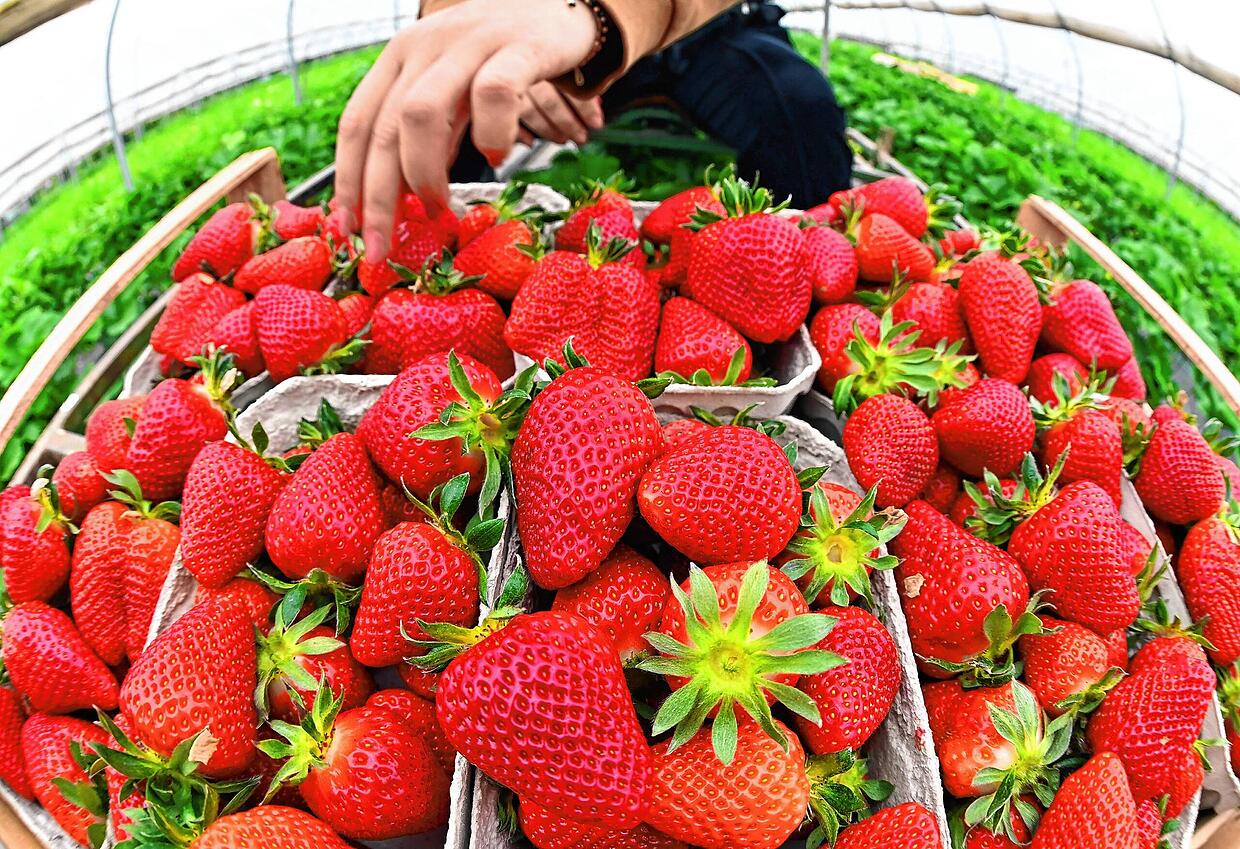 Erste Erdbeeren kommen aus Wallern Erste Erdbeeren kommen aus Wallern