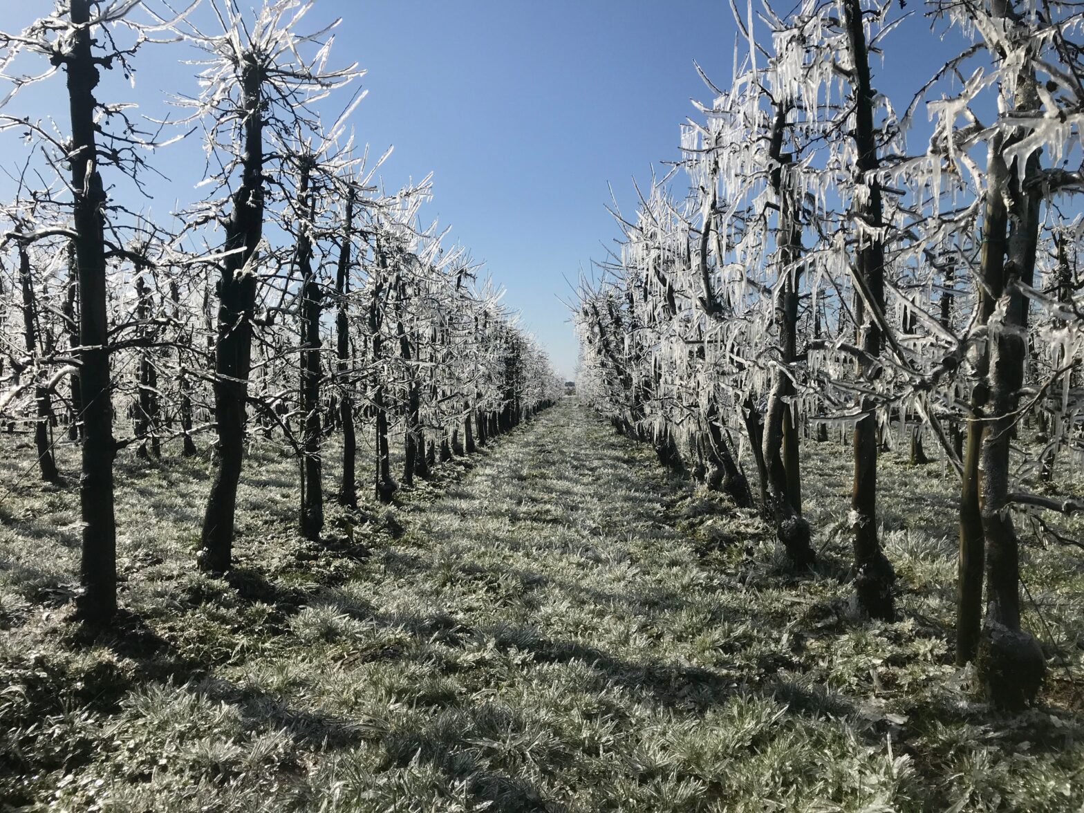 Obstbäume wegen Frost beregnet Obstbäume wegen Frost beregnet