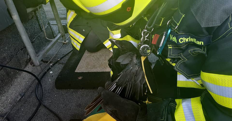 Feuerwehr befreit Krähe aus Netz eines Turms Feuerwehr befreit Krähe aus Netz eines Turms