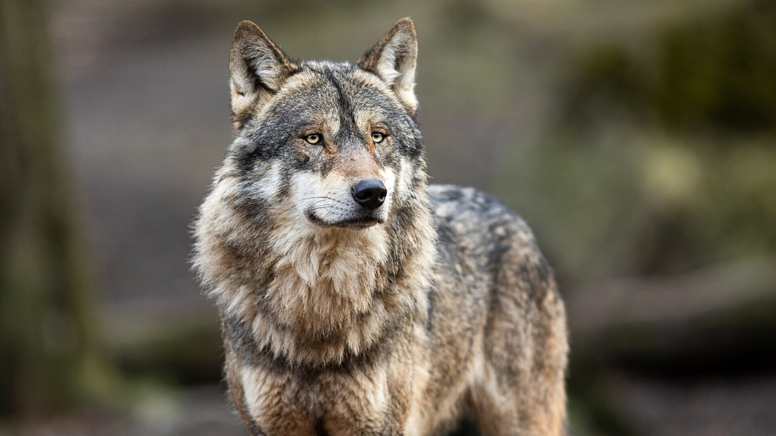 Meldestelle für Wolfsichtungen geplant Meldestelle für Wolfsichtungen geplant