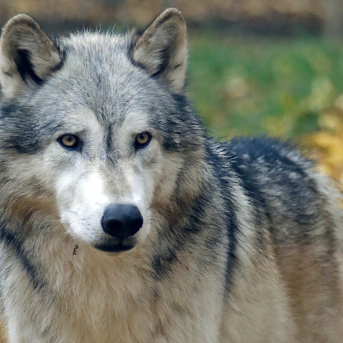 Wolf im Raum Forchtenstein gesichtet Wolf im Raum Forchtenstein gesichtet