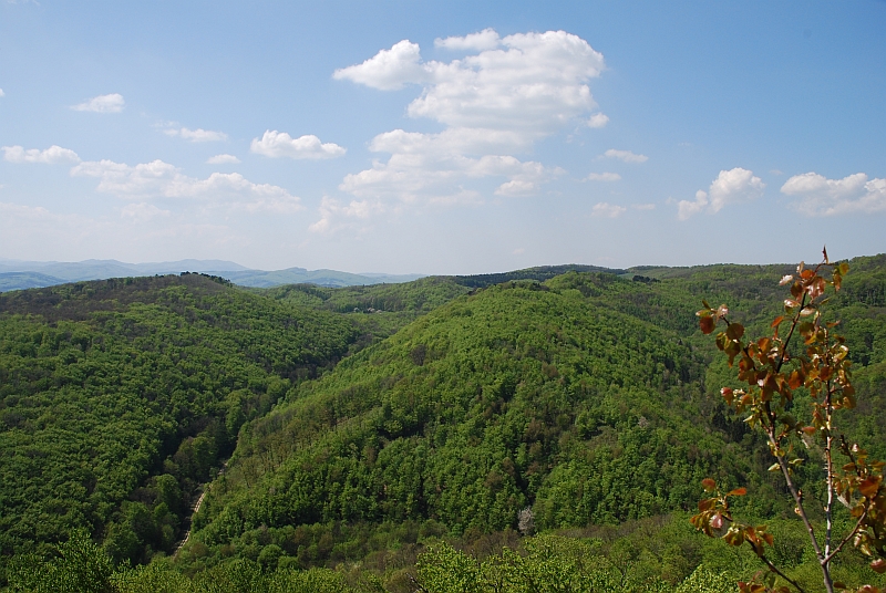 Der Wienerwald wächst in Kobersdorf Der Wienerwald wächst in Kobersdorf