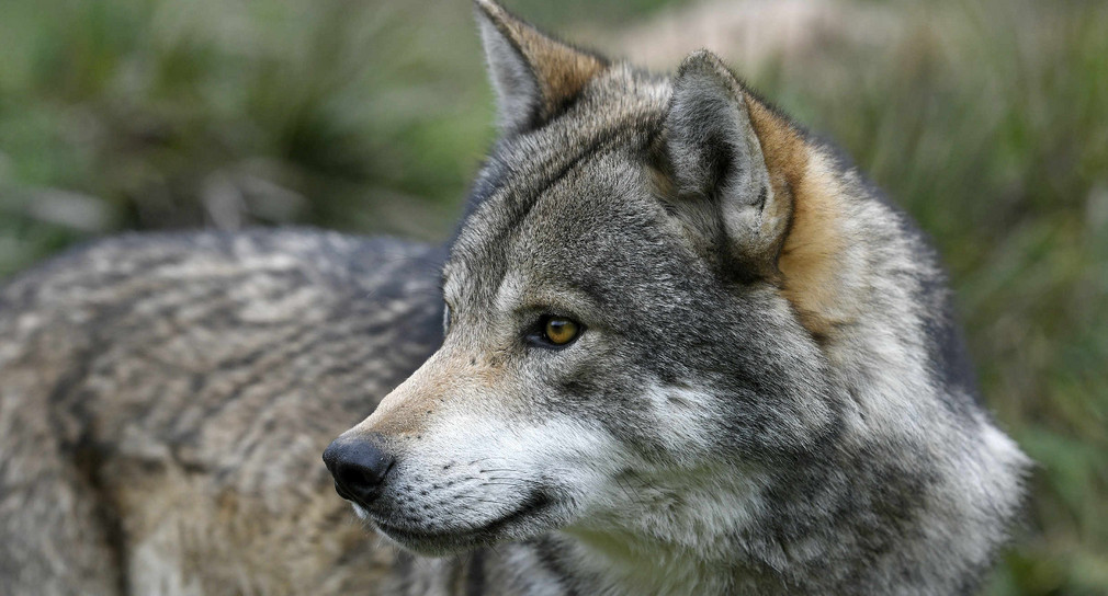 Mögliche Wolfsichtung im Mittelburgenland Mögliche Wolfsichtung im Mittelburgenland